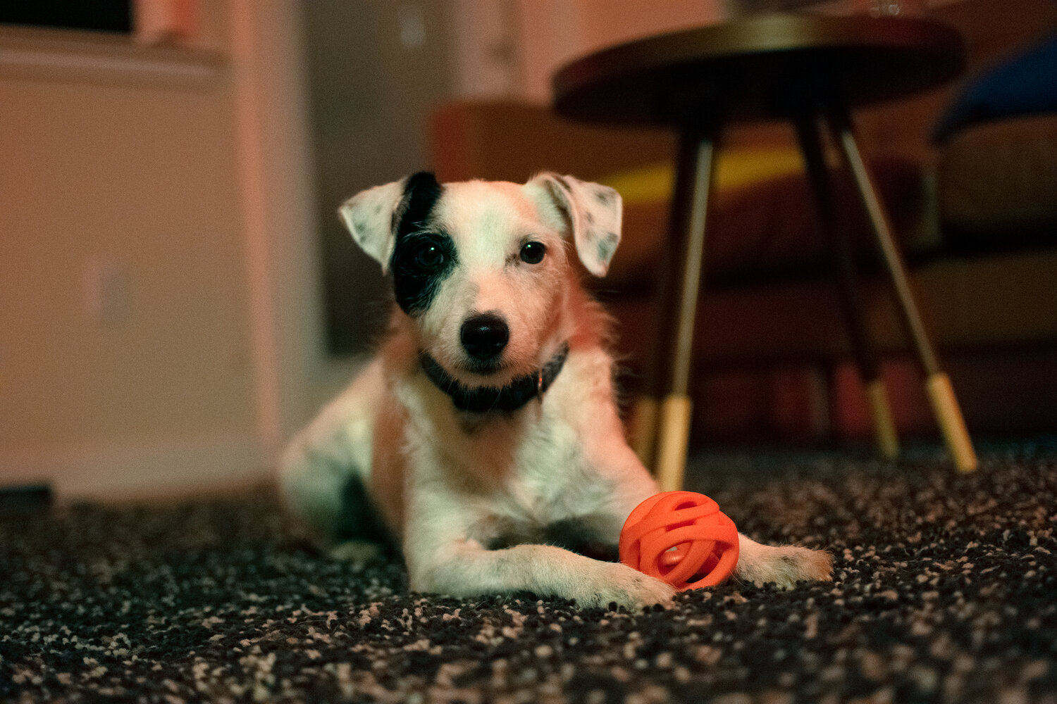 black and white dog with orange ball